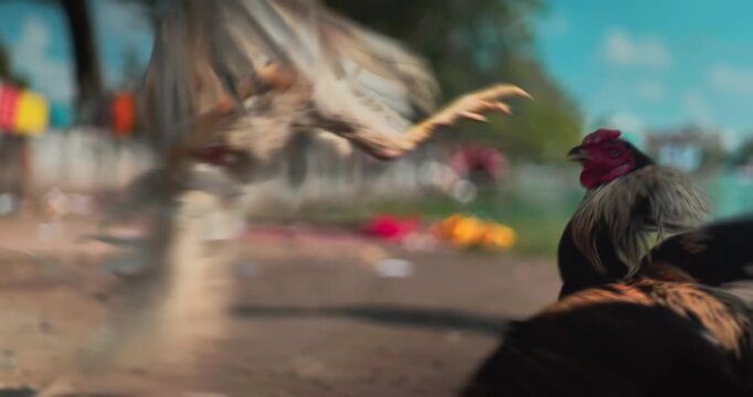 Fighting roosters in action &ndash; traditional cockfight scene in rural India