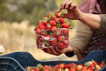 Healthy Eating Concept, Doğal beslenme ve temiz gıda temasıyla taze &ccedil;ilek