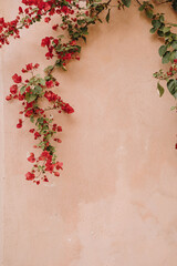 Bougainvillea Flowers Against Pink Wall