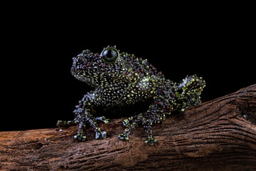 Vietnamese mossy frog on a branch, mossy tree frog isolated on black background, front view frog