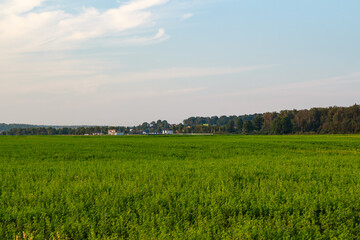 Expansive vibrant green field stretches towards a distant tree line and scattered homes under a soft blue sky. Rural tranquility, natural beauty