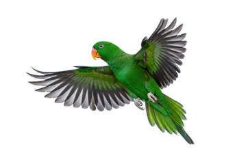 Isolated Green Parrot in Flight, Bird Spreading Wings, Tropical Animal on Neutral Backdrop