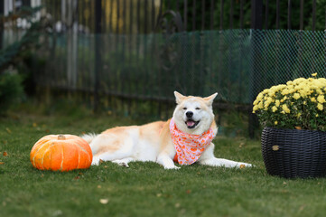 An Akita dog walking in the park. A happy domestic Akita dog. A dog in the park. Autumn, leaves, grass.