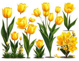 A collection of yellow tulips flower isolated on a flat background  (3)
