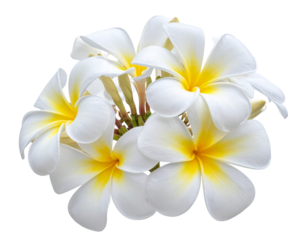  - Firefly_Beautiful frangipani flower isolated on white or transparent background (3)