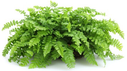 Fototapeta premium Lush Green Fern Plant with Delicate Fronds in Full Bloom Ideal for Indoor and Outdoor Decor, Natural Ambiance, and Landscapes