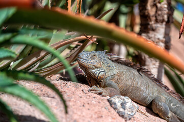 Iguana resting among tropical plants in Morocco during a sunny day
