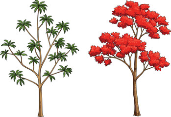 Fototapeta premium Green foliage tree with fan-shaped leaves, seasonal tree with red autumn foliage, botanical vector illustration, gardening and horticulture artwork