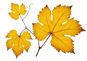 Fototapeta premium Autumnal grape leaves isolated on white, showcasing vibrant yellow foliage and delicate veins