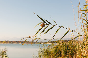 Natural Calmness and Healthy Lifestyle Inspiration