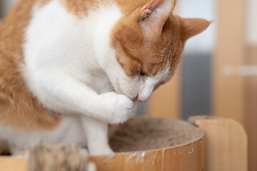 毛づくろいをする猫　茶トラ白