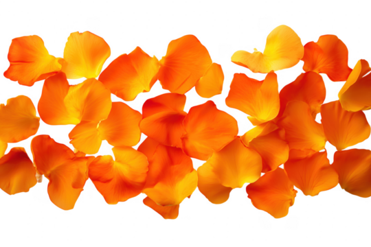 Orange flower petals scattered isolated on a transparent background