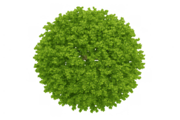 Green tree developing lush foliage, top view, isolated on transparent background, for architecture and landscaping