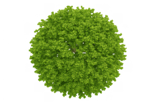 Green tree developing lush foliage, top view, isolated on transparent background, for architecture and landscaping