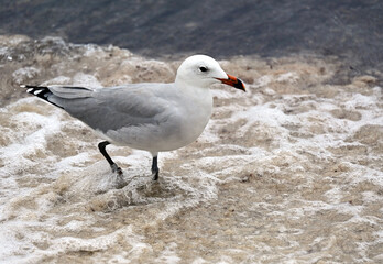 Maó, Mahón, Mahon Bay, Menorca, Balearic Islands, Spain, Europe : Audouin's gull (Ichthyaetus audouinii) rare gull restricted to Mediterranean, characteristic black ring on red bill, AEWA protection