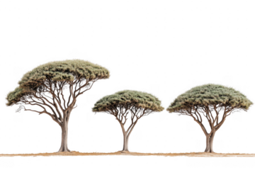 Three acacia trees on black isolated on a transparent background