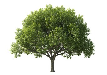 Obraz premium Full tree with green leaves isolated on white background, a symbol of nature, growth, and the beauty of the natural world in summer