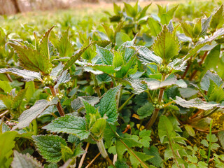 Young stinging nettle plants in spring.