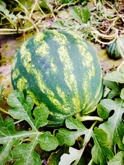 Striped watermelon growing on the vine.