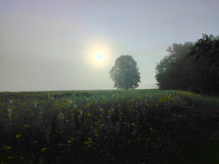 Solitary tree in a foggy field at sunrise.