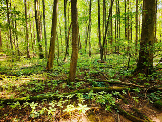 Sunlight filtering through a vibrant green forest.