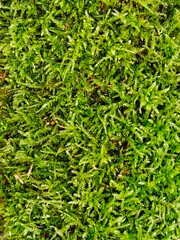Dense vibrant green moss background.
