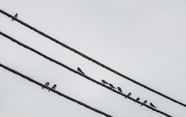 Hirondelles rassemblées en fin d'été à Ereira, Portugal