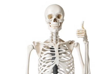 White skeleton giving thumbs up isolated on a transparent background