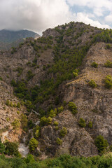 Rocky Mountain Gorge with Pine Trees under Partly Cloudy Sky