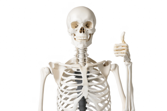 White skeleton giving thumbs up isolated on a transparent background