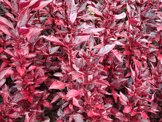 Dense crimson and magenta foliage with raindrops.
