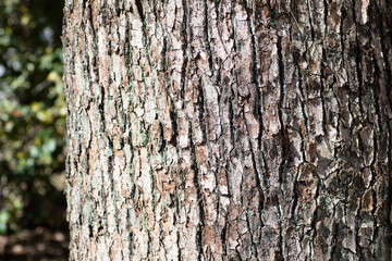 ゴツゴツとした樹皮。秋の公園で感じる自然の温もり