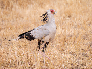 Animaux de tanzanie : le secrétaire