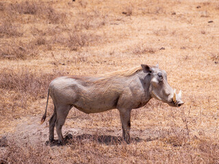 Animaux de tanzanie : pumba le phacoch&egrave;re