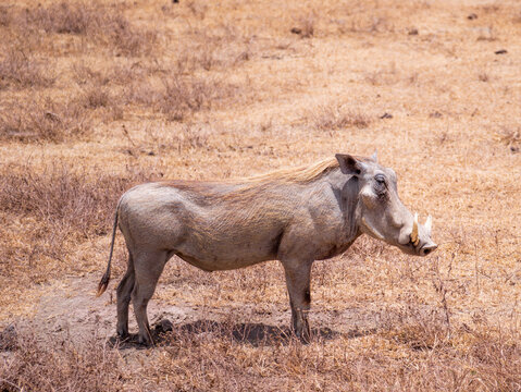 Animaux de tanzanie : pumba le phacoch&egrave;re