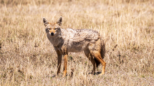 Animaux de tanzanie : le chacal