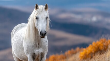 Obraz premium Majestic Grace of a White Horse Galloping Through a Lush Mountain Field Under Clear Blue Skies