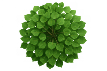 Green tree top view with fresh leaves, isolated plant rendering for architectural and landscape design, transparent background