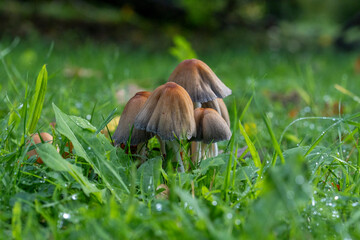 Der Gemeine Glimmertintling auf einer Wiese 3