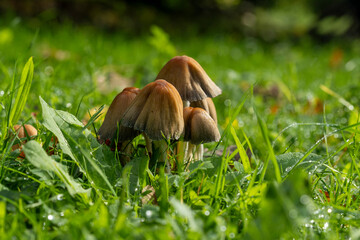 Der Gemeine Glimmertintling auf einer Wiese 2