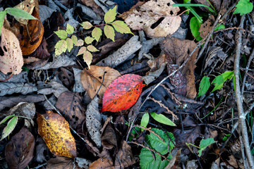 色づき始めた落ち葉、落葉、枯葉