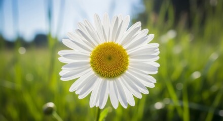 White Daisy in Green Field - A simple daisy flower, its purity and beauty. Symbolizing innocence, new beginnings, joy, nature, and the simple beauty of the natural world