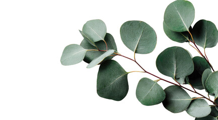 Eucalyptus branch with leaves against black
