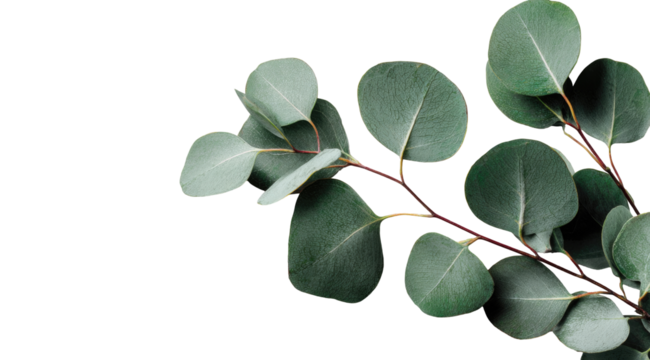 Eucalyptus branch with leaves against black