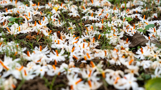 Night Jasmine or Coral Jasmine scientific name Nyctanthes arbor-tristis also known as Parijat or Shiuli lying on the ground 2