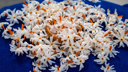 Night Jasmine or Coral Jasmine scientific name Nyctanthes arbor-tristis also known as Parijat or...
