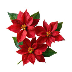 A cluster of three vibrant red blooms with green leaves, isolated on black background