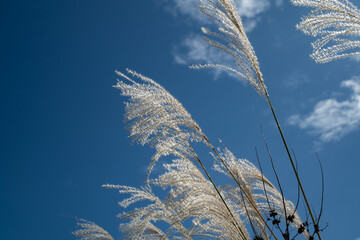 風に揺れるススキの穂