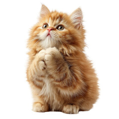 Fluffy ginger kitten looking upwards with front paws clasped together, on a black background