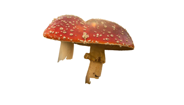Red, speckled mushroom on black background